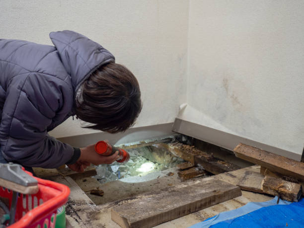 Pemberville, OH Mold Removal Company