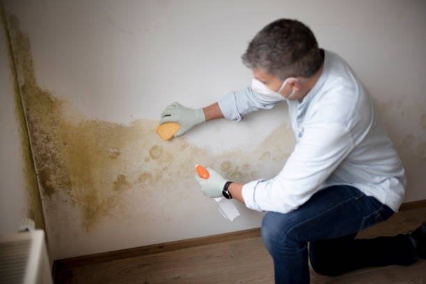 Best Mold Documentation for Insurance Claims  in Pemberville, OH