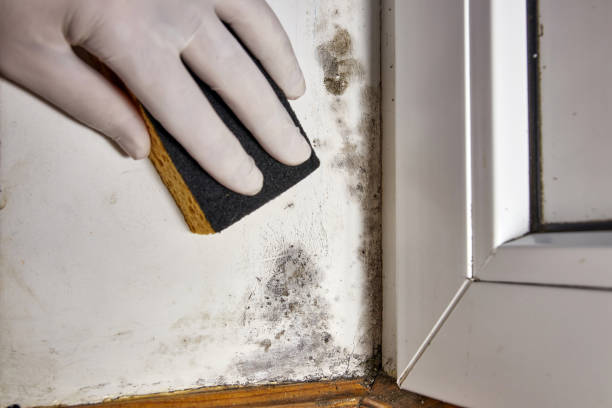 Best Mold Odor Removal Services  in Pemberville, OH